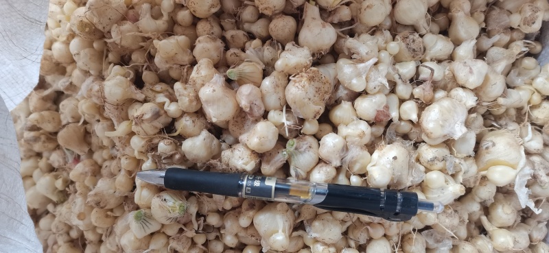 薤白野葱苦蒜葱果贵州野生货当季新货鲜货上市