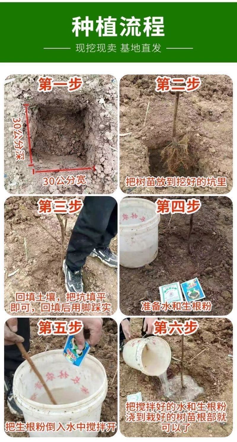 河南【正宗李子苗】黑布林李子苗根系发达产地直发全国供应