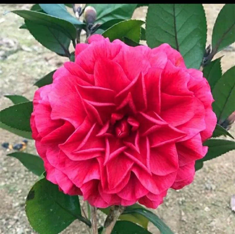 山茶花-紫叶(红叶)贝拉（开纯色或复色）