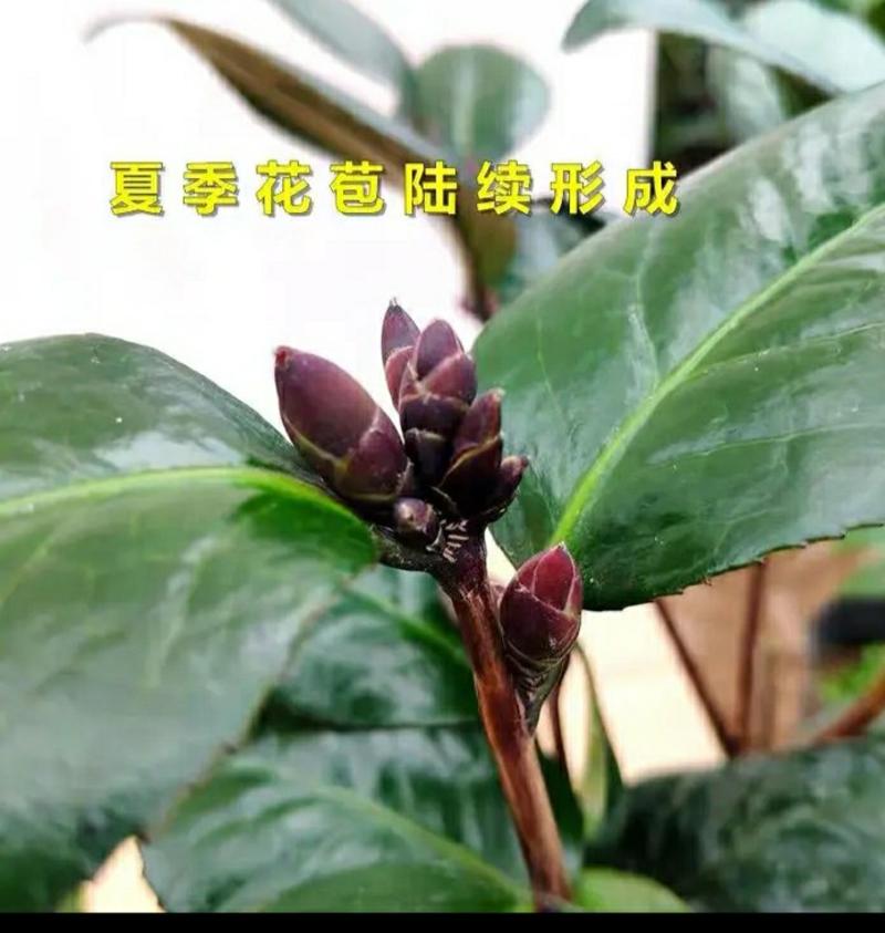 山茶花-紫叶(红叶)贝拉（开纯色或复色）