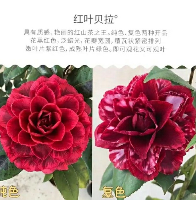 山茶花-紫叶(红叶)贝拉（开纯色或复色）