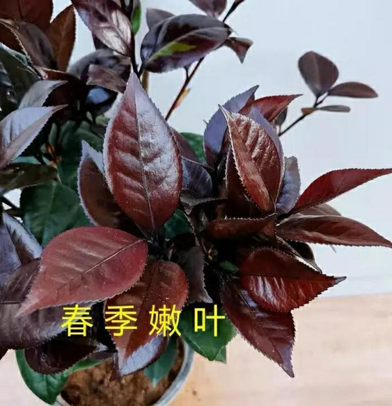 山茶花-紫叶(红叶)贝拉（开纯色或复色）