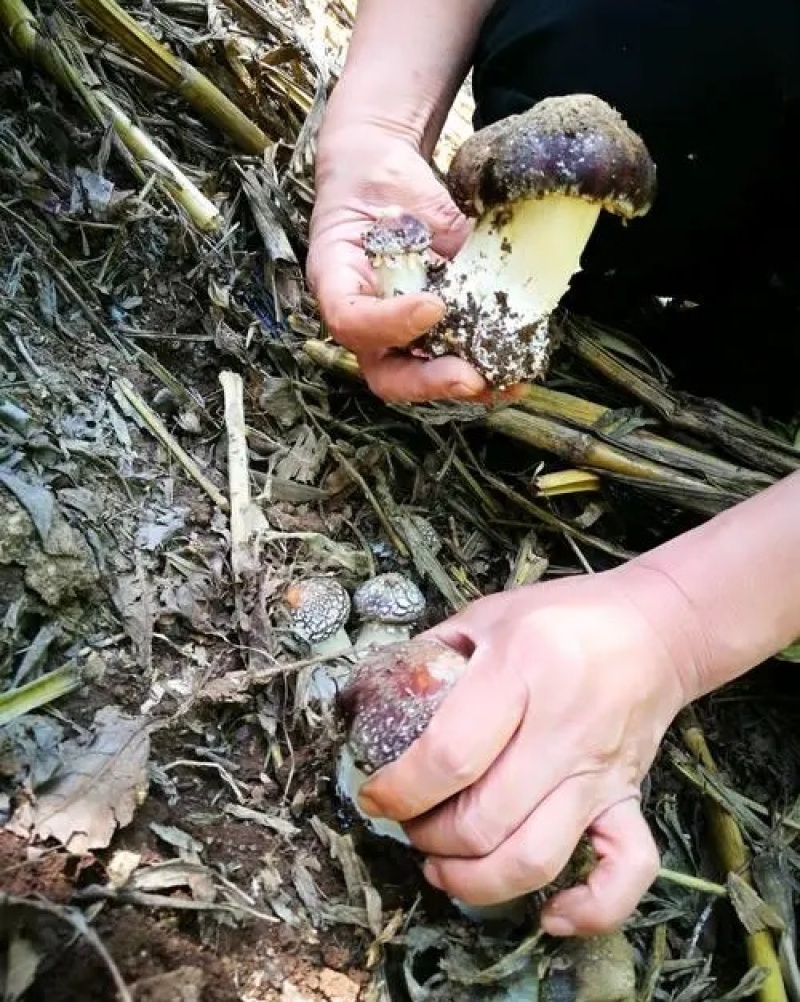 量大价优林下赤松茸大球盖菇7-8月份出菇欢迎