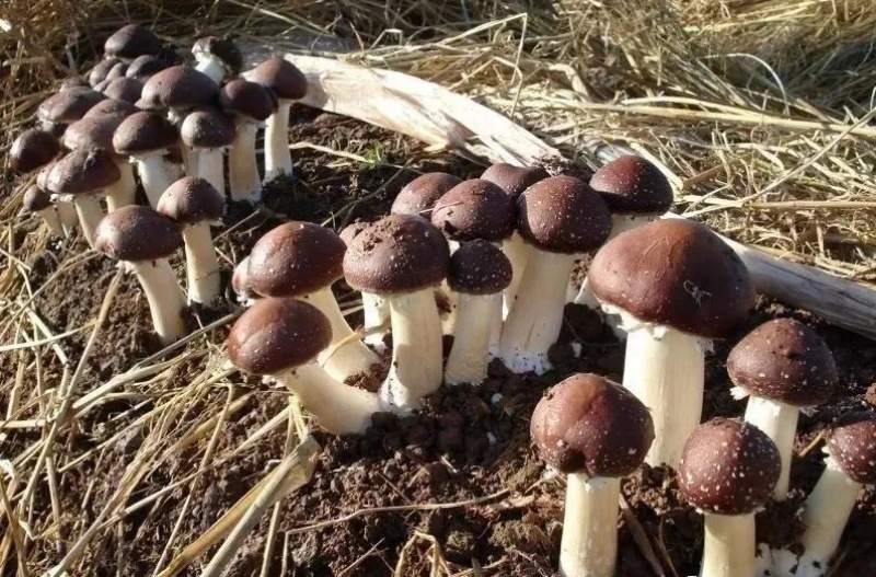 量大价优林下赤松茸大球盖菇7-8月份出菇欢迎