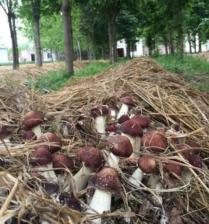 量大价优林下赤松茸大球盖菇7-8月份出菇欢迎