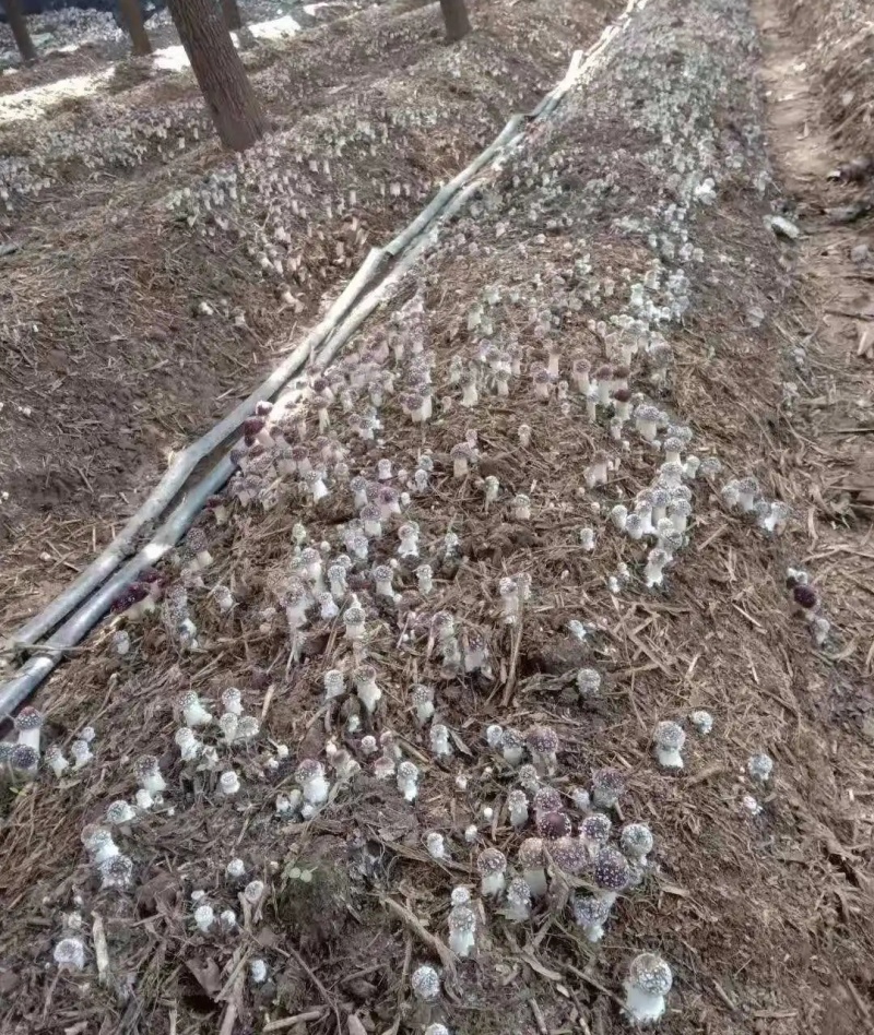 量大价优林下赤松茸大球盖菇7-8月份出菇欢迎