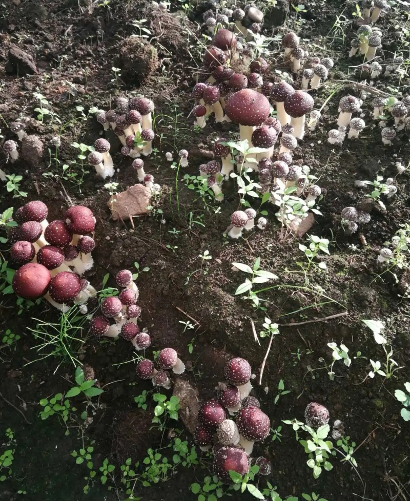 量大价优林下赤松茸大球盖菇7-8月份出菇欢迎