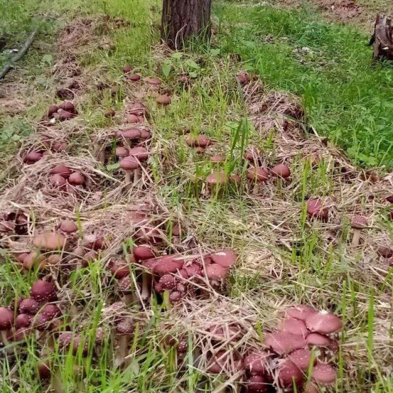 量大价优林下赤松茸大球盖菇7-8月份出菇欢迎
