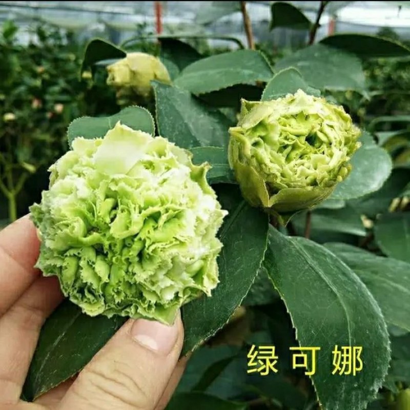 山茶花-绿可娜-珍贵品种（开花绿色-先绿后白-白色）
