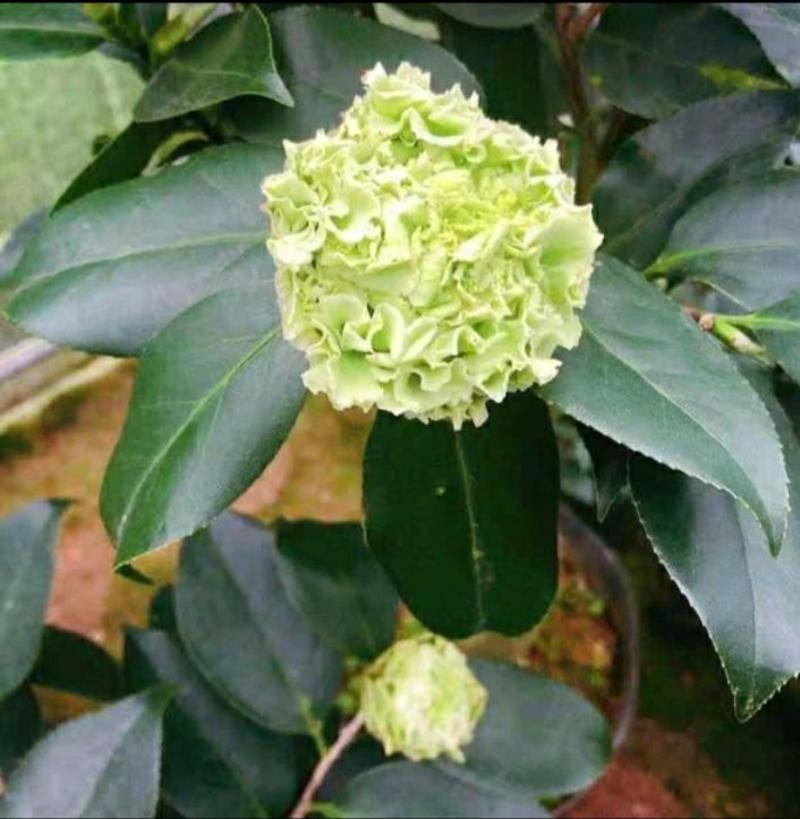 山茶花-绿可娜-珍贵品种（开花绿色-先绿后白-白色）