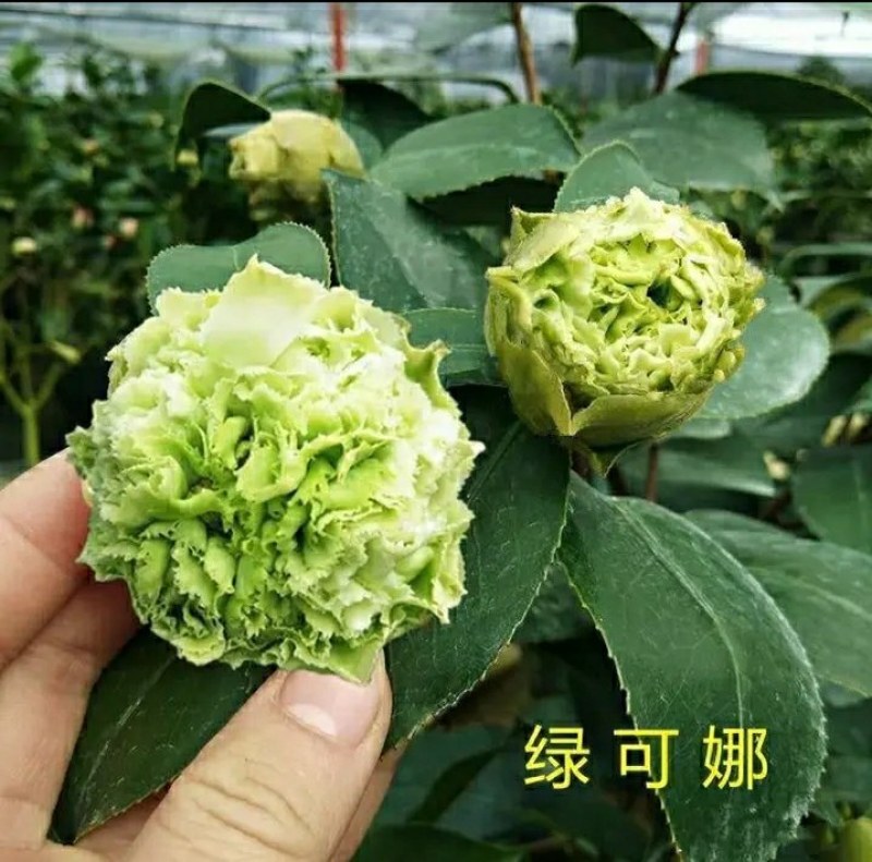 山茶花-绿可娜-珍贵品种（开花绿色-先绿后白-白色）