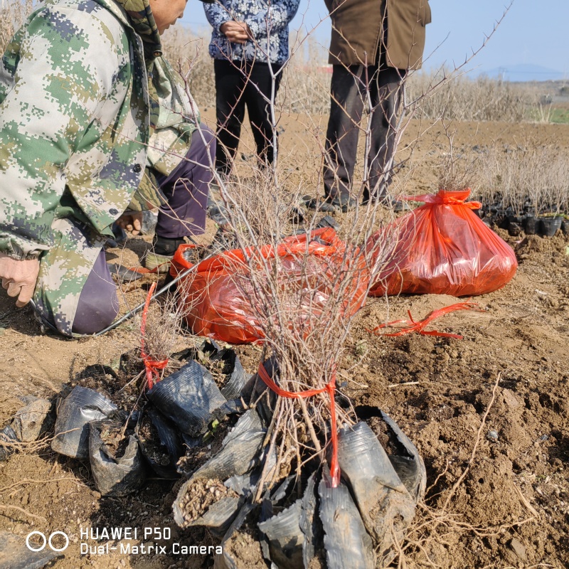 双仁高产药用酸枣苗，营养杯苗