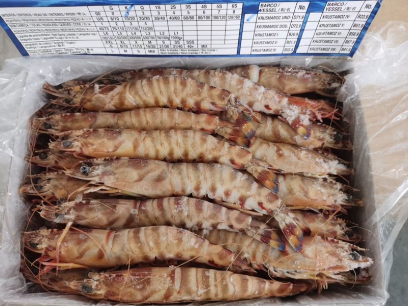 斑节虾野生海捕