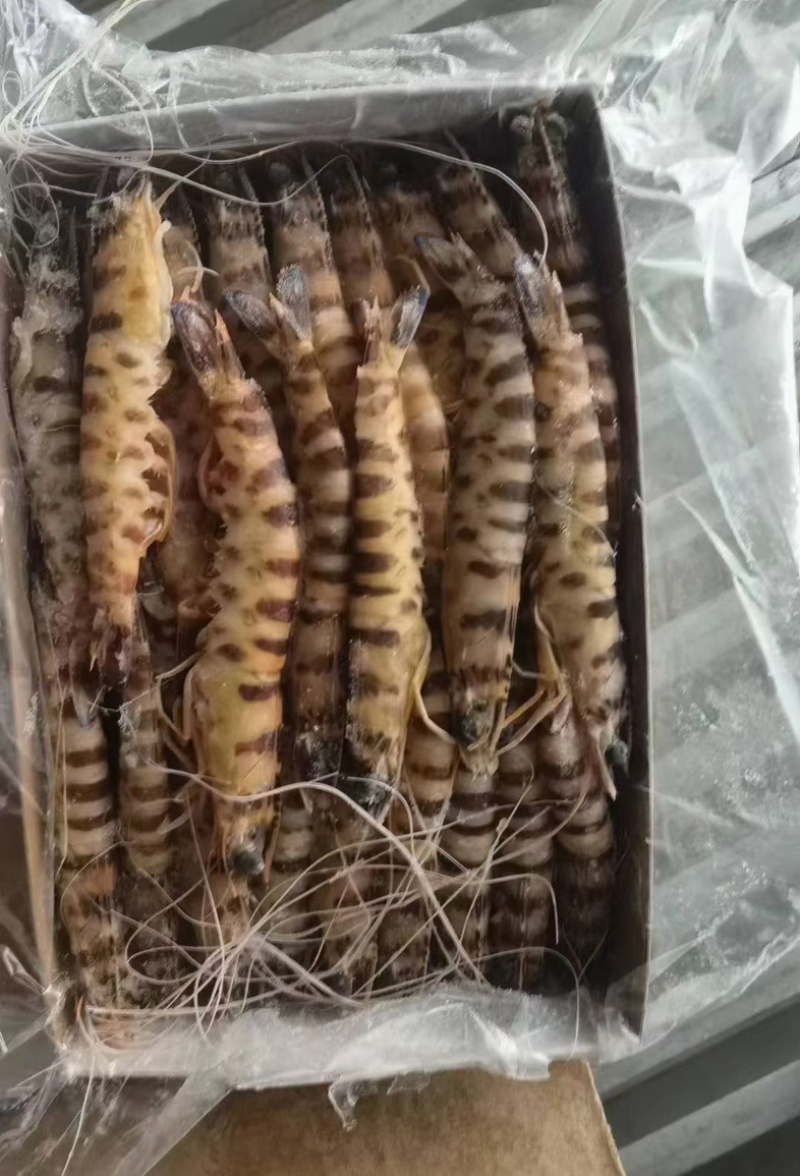 斑节虾野生海捕