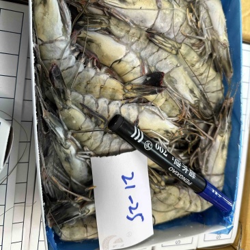 泰国活冻黑虎虾全规格