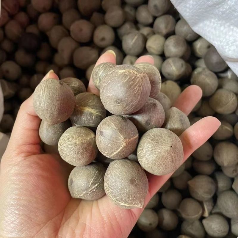 海椰皇椰皇椰子海椰皇煲汤产地直销量大从优