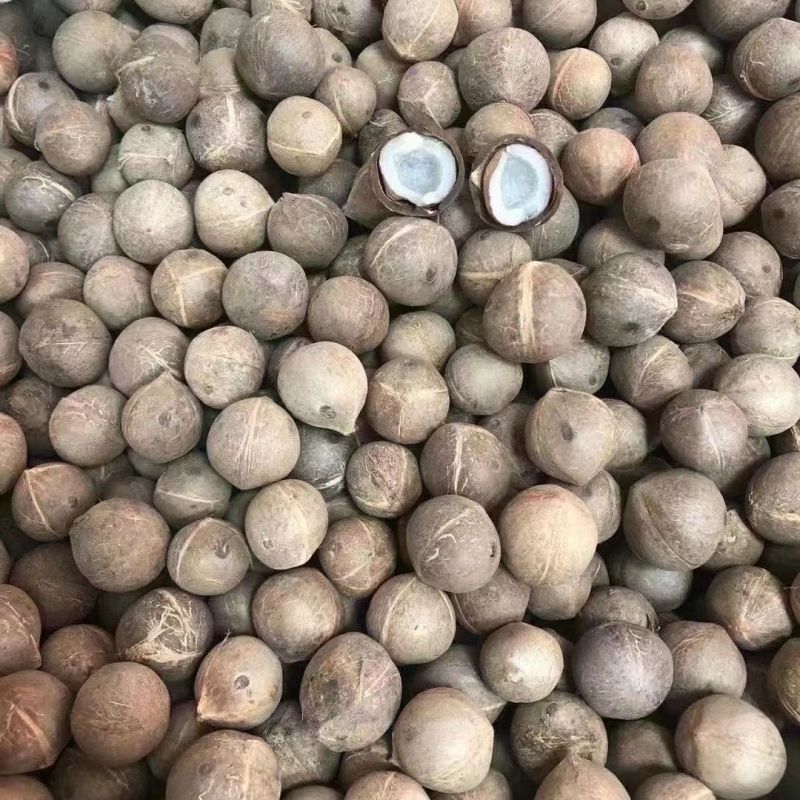 海椰皇椰皇椰子海椰皇煲汤产地直销量大从优