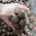 海椰皇椰皇椰子海椰皇煲汤产地直销量大从优