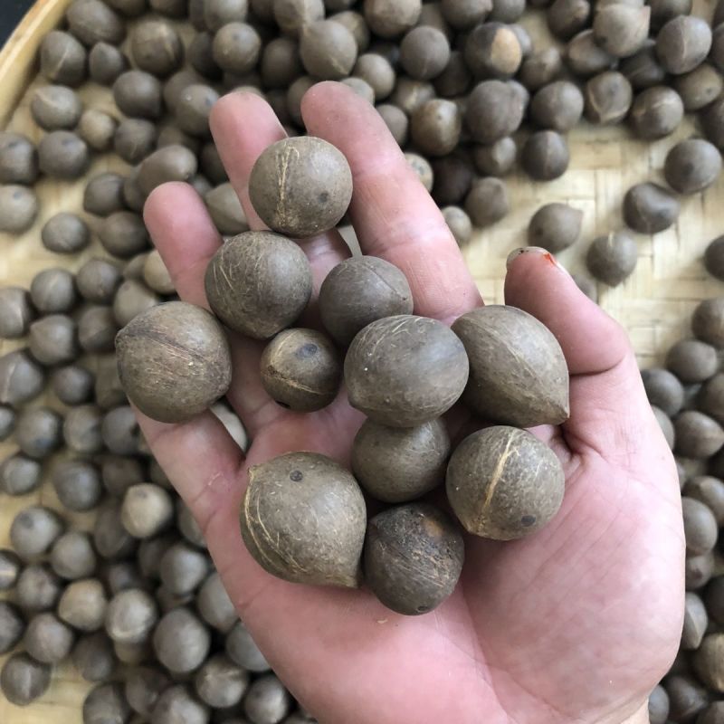 海椰皇椰皇椰子海椰皇煲汤产地直销量大从优