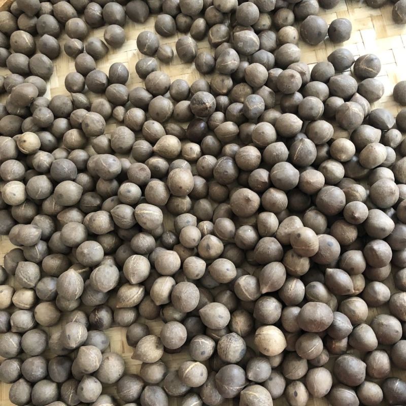 海椰皇椰皇椰子海椰皇煲汤产地直销量大从优
