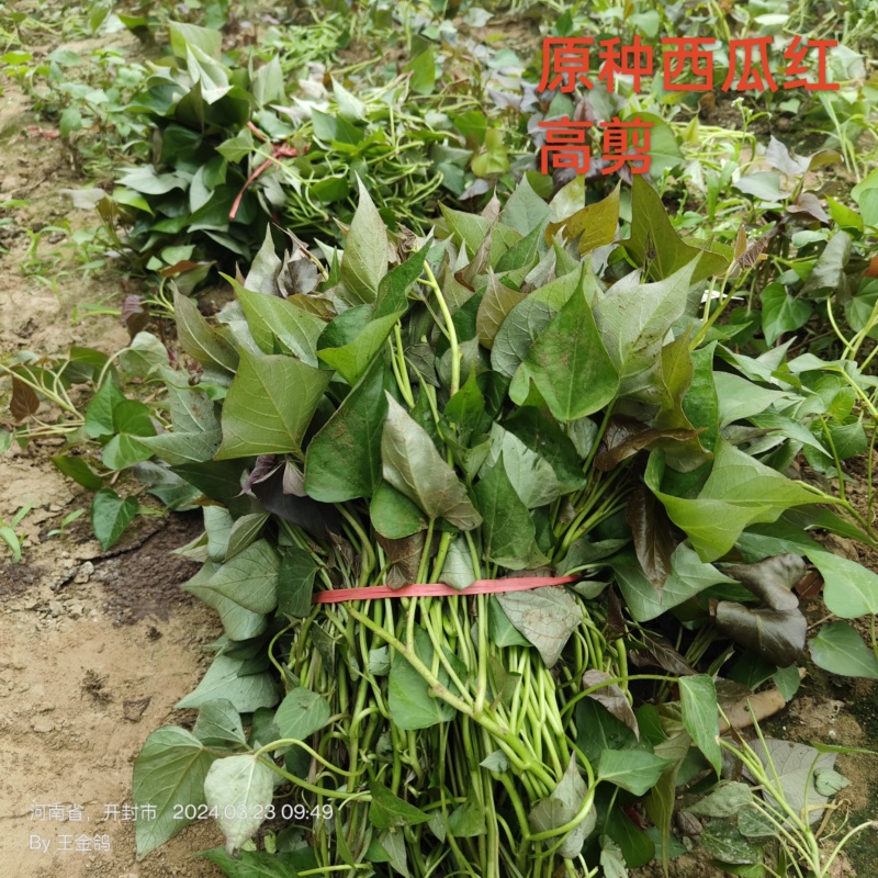 试管扩繁大田西瓜红、成活率高结薯早，品相好，基地直供。