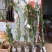 1.7米大苗】黄木香花苗爬藤植物浓香四季红木香花苗庭院