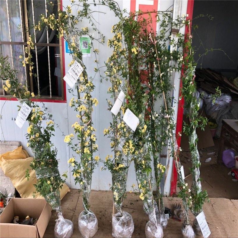 1.7米大苗】黄木香花苗爬藤植物浓香四季红木香花苗庭院