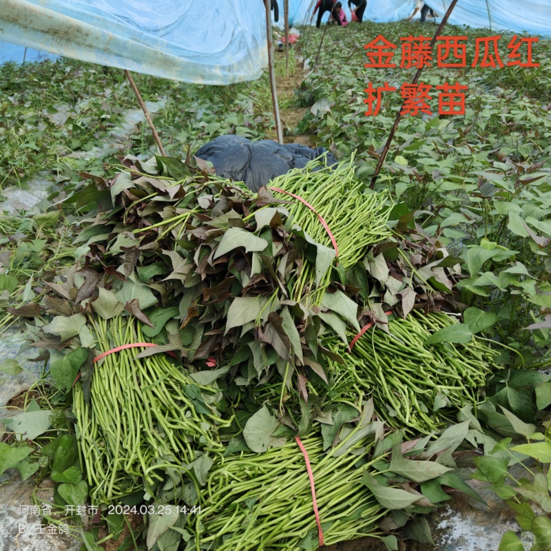 试管扩繁大田西瓜红、成活率高结薯早，品相好，基地直供。