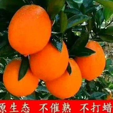 精品纽荷尔圆红脐橙产地一手货源出口外贸国内市场商超