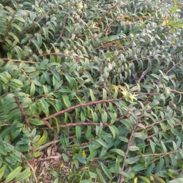 铁皮石斛鲜条，产地发货，一手货源，大量批发，欢迎电商合作