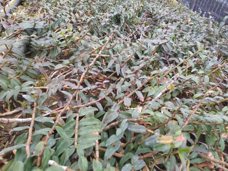 铁皮石斛鲜条，产地发货，一手货源，大量批发，欢迎电商合作