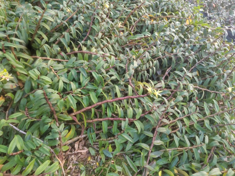 铁皮石斛鲜条，产地发货，一手货源，大量批发，欢迎电商合作