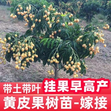 广西灵山正宗嫁接黄皮果苗/品种优良挂果早/带原土原叶发货