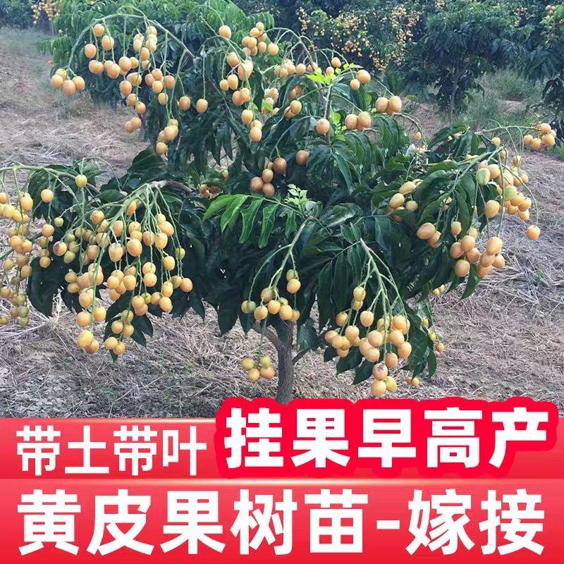广西灵山正宗嫁接黄皮果苗/品种优良挂果早/带原土原叶发货