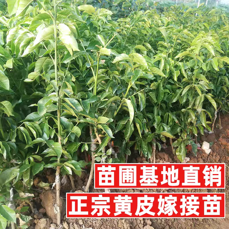 广西灵山正宗嫁接黄皮果苗/品种优良挂果早/带原土原叶发货