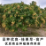 广西灵山正宗嫁接黄皮果苗/品种优良挂果早/带原土原叶发货