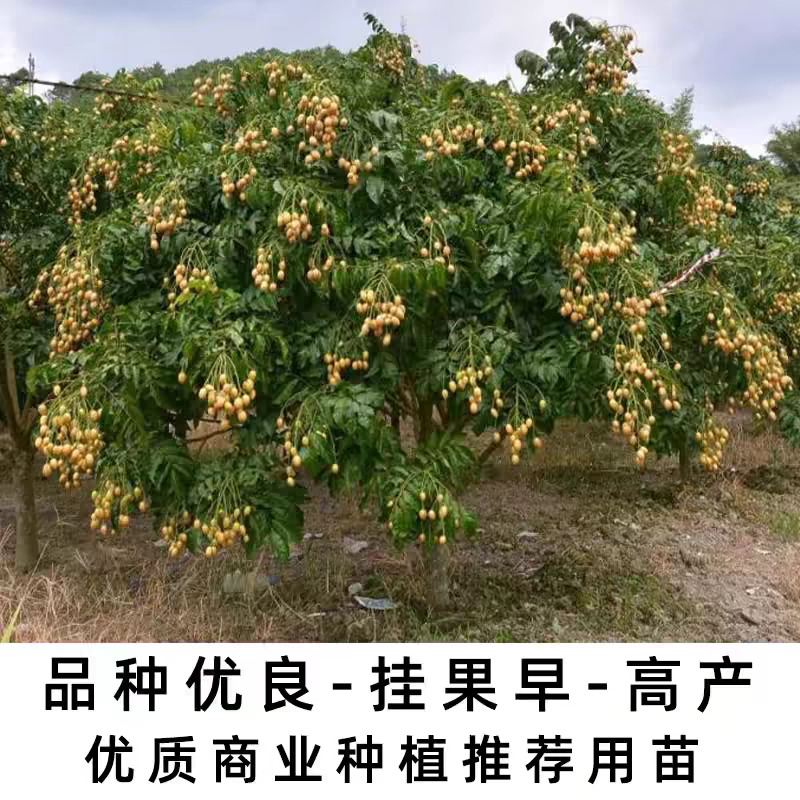 广西灵山正宗嫁接黄皮果苗/品种优良挂果早/带原土原叶发货