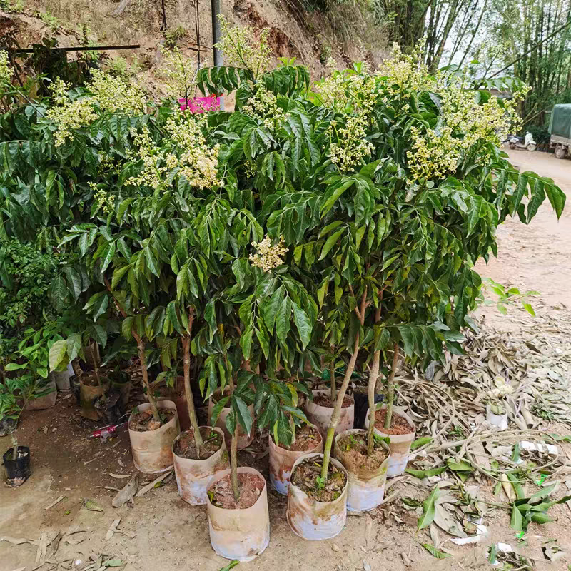 广西灵山正宗嫁接黄皮果苗/品种优良挂果早/带原土原叶发货