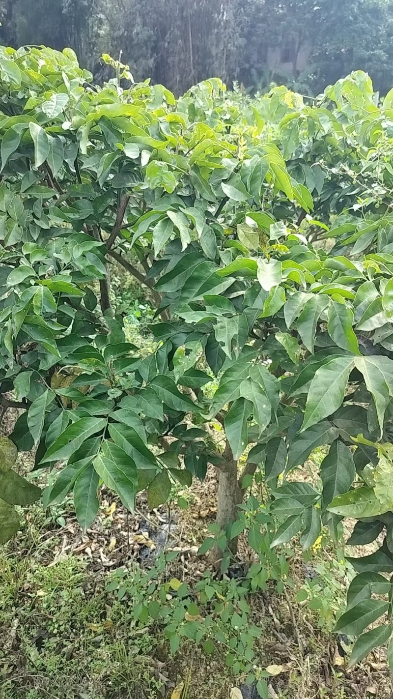广西灵山正宗嫁接黄皮果苗/品种优良挂果早/带原土原叶发货