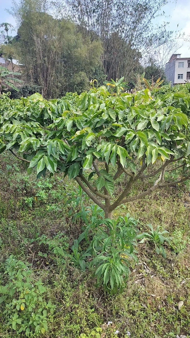 广西灵山正宗嫁接黄皮果苗/品种优良挂果早/带原土原叶发货