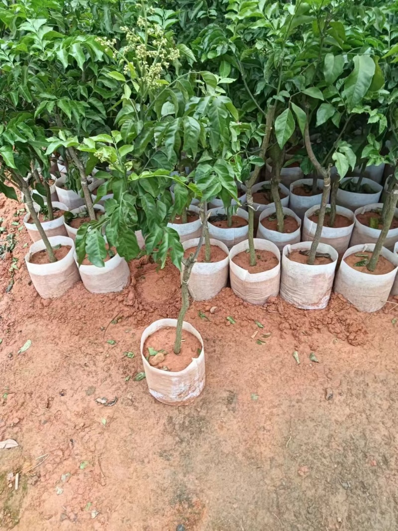 广西灵山正宗嫁接黄皮果苗/品种优良挂果早/带原土原叶发货