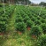 35盆非洲茉莉盆上60-70高度！球形，开平，批发，基地