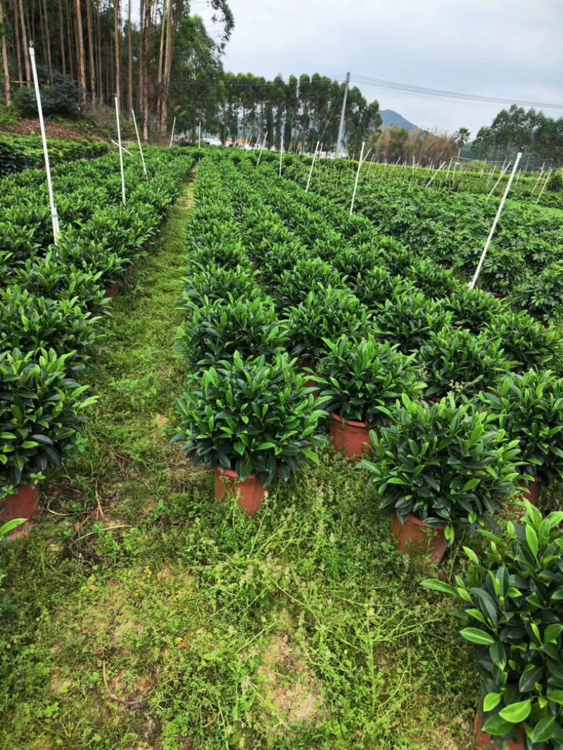 35盆非洲茉莉盆上60-70高度！球形，开平，批发，基地