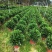 35盆非洲茉莉盆上60-70高度！球形，开平，批发，基地