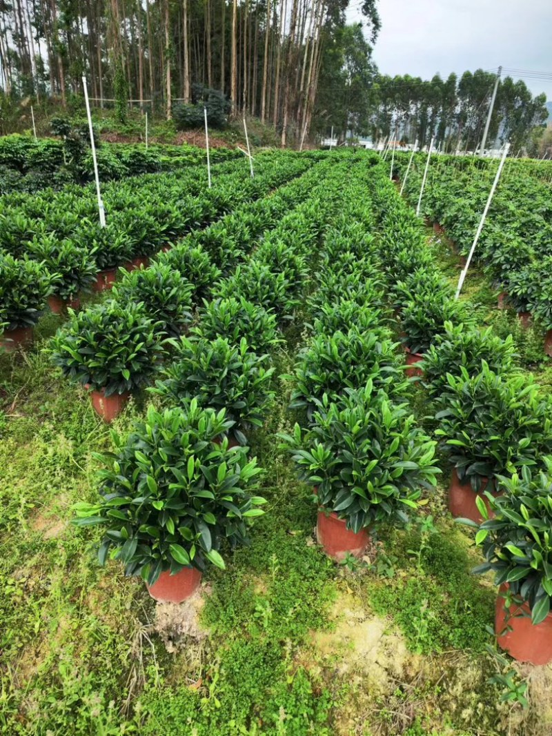 35盆非洲茉莉盆上60-70高度！球形，开平，批发，基地
