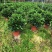 35盆非洲茉莉盆上60-70高度！球形，开平，批发，基地