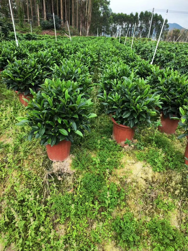 35盆非洲茉莉盆上60-70高度！球形，开平，批发，基地