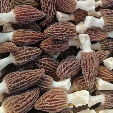 高原新鲜羊肚菌云南四野生菌菇礼盒送礼现货顺丰空运一件代发