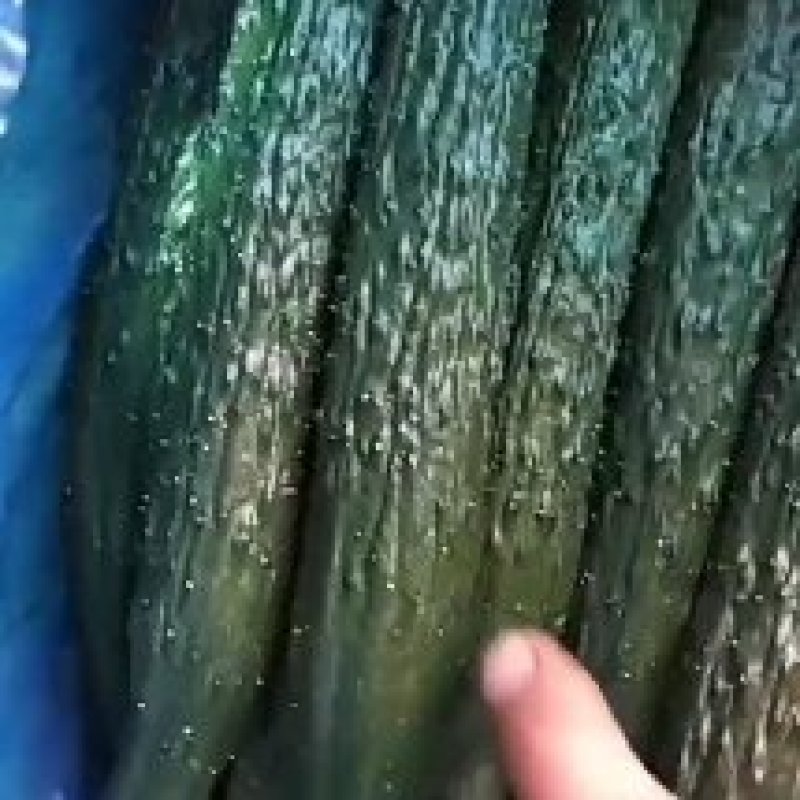河北石家庄藁城精品油亮密刺黄瓜大量上市口感**
