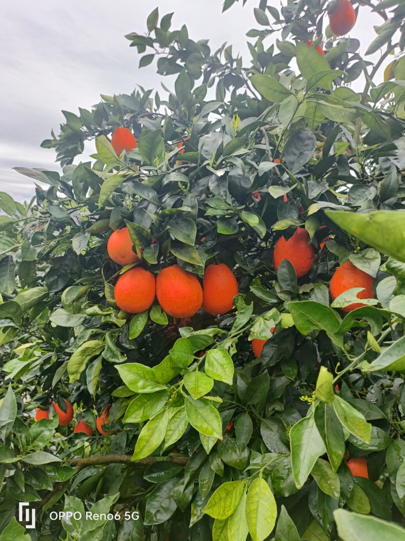 奉节脐橙72-1，长红园红纽荷尔大量有货，欢迎各位老板来
